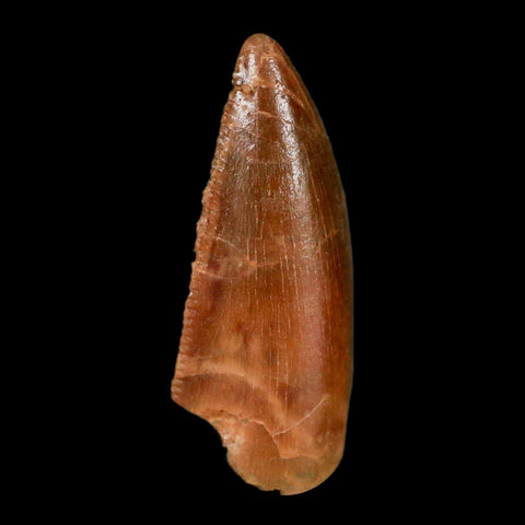 0.7" Abelisaur Serrated Tooth Fossil Cretaceous Age Dinosaur Morocco COA, Display - Fossil Age Minerals