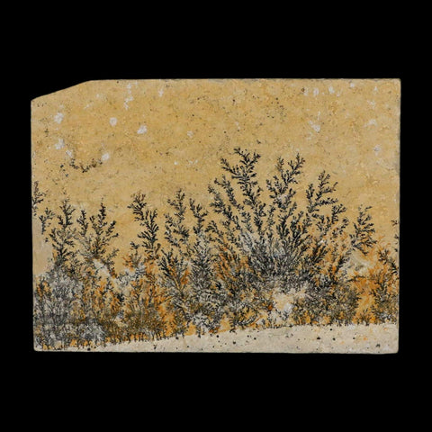 3.1" Pyrolusite Dendritic Limestone Solnhofen Upper Jurassic Age West Germany - Fossil Age Minerals