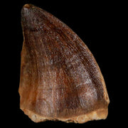 1.3" Mosasaur Prognathodon Fossil Tooth Cretaceous Dinosaur Era COA & Stand