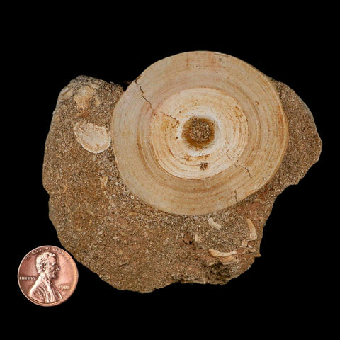 51MM Otodus Obliquus Shark Vertebrae Fossil Bone In Matrix Morocco COA - Fossil Age Minerals