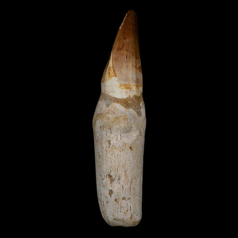 XL 4.7" Mosasaur Prognathodon Fossil Tooth Rooted Cretaceous Dinosaur Era COA