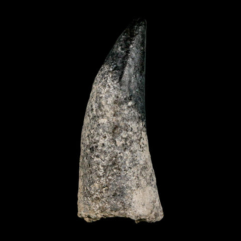 2.3" Sarcosuchus Imperator Crocodile Fossil Tooth Elrhaz FM Cretaceous Niger COA