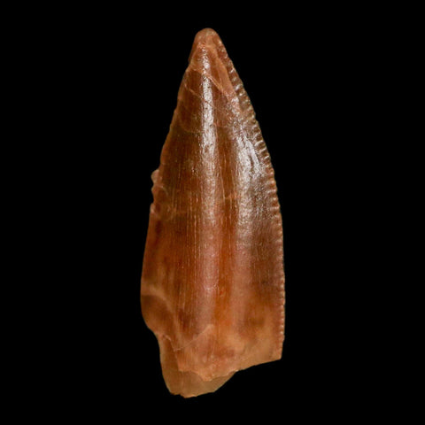 0.7" Abelisaur Serrated Tooth Fossil Cretaceous Age Dinosaur Morocco COA, Display - Fossil Age Minerals