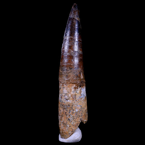 XL 3.5" Spinosaurus Fossil Tooth 100 Mil Yrs Old Cretaceous Dinosaur COA & Stand - Fossil Age Minerals