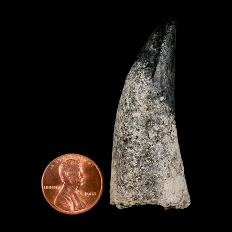 2.3" Sarcosuchus Imperator Crocodile Fossil Tooth Elrhaz FM Cretaceous Niger COA
