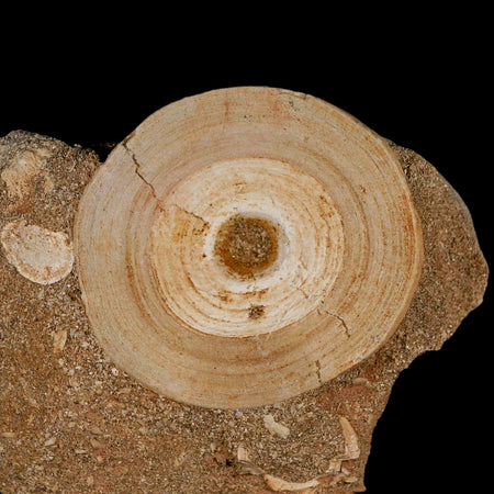 51MM Otodus Obliquus Shark Vertebrae Fossil Bone In Matrix Morocco COA