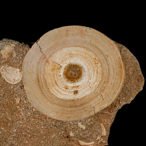51MM Otodus Obliquus Shark Vertebrae Fossil Bone In Matrix Morocco COA - Fossil Age Minerals