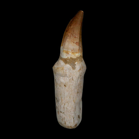 XL 4.7" Mosasaur Prognathodon Fossil Tooth Rooted Cretaceous Dinosaur Era COA