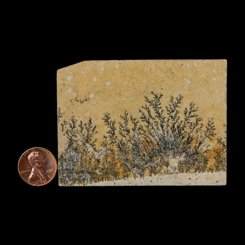 3.1" Pyrolusite Dendritic Limestone Solnhofen Upper Jurassic Age West Germany - Fossil Age Minerals