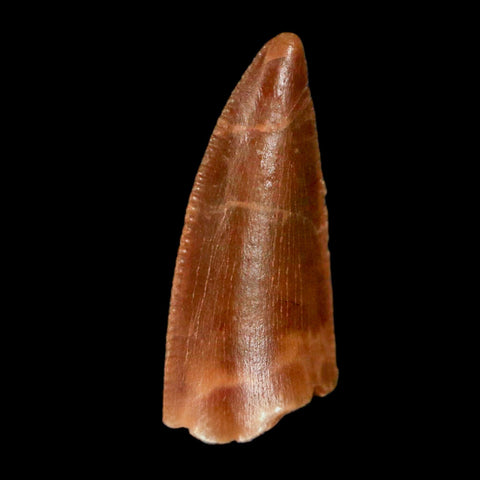 0.7" Abelisaur Serrated Tooth Fossil Cretaceous Age Dinosaur Morocco COA, Display - Fossil Age Minerals