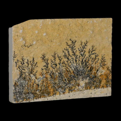 3.1" Pyrolusite Dendritic Limestone Solnhofen Upper Jurassic Age West Germany - Fossil Age Minerals