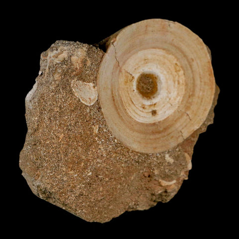 51MM Otodus Obliquus Shark Vertebrae Fossil Bone In Matrix Morocco COA - Fossil Age Minerals