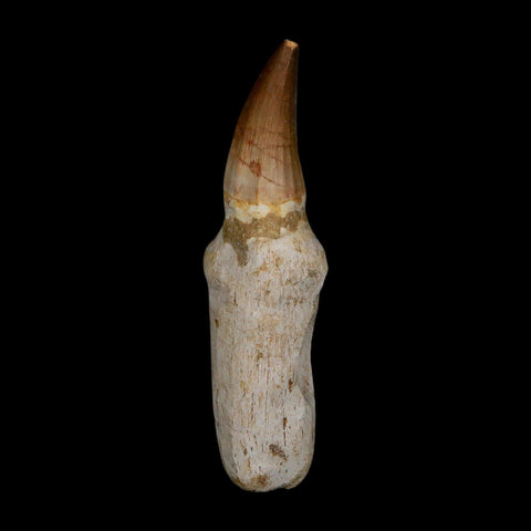 XL 4.7" Mosasaur Prognathodon Fossil Tooth Rooted Cretaceous Dinosaur Era COA