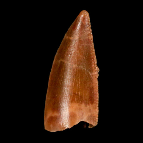 0.7" Abelisaur Serrated Tooth Fossil Cretaceous Age Dinosaur Morocco COA, Display - Fossil Age Minerals