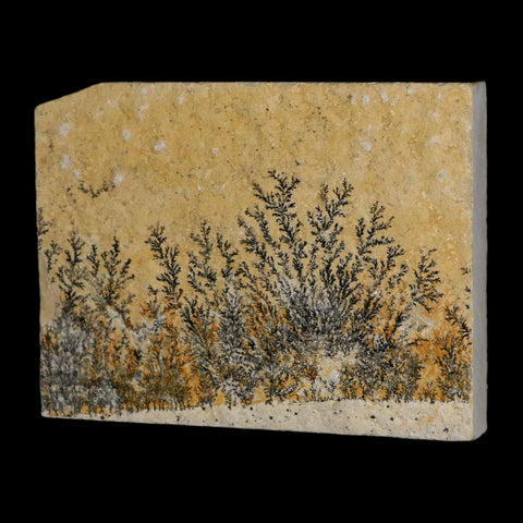 3.1" Pyrolusite Dendritic Limestone Solnhofen Upper Jurassic Age West Germany - Fossil Age Minerals