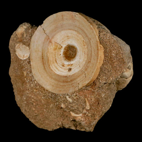 51MM Otodus Obliquus Shark Vertebrae Fossil Bone In Matrix Morocco COA - Fossil Age Minerals