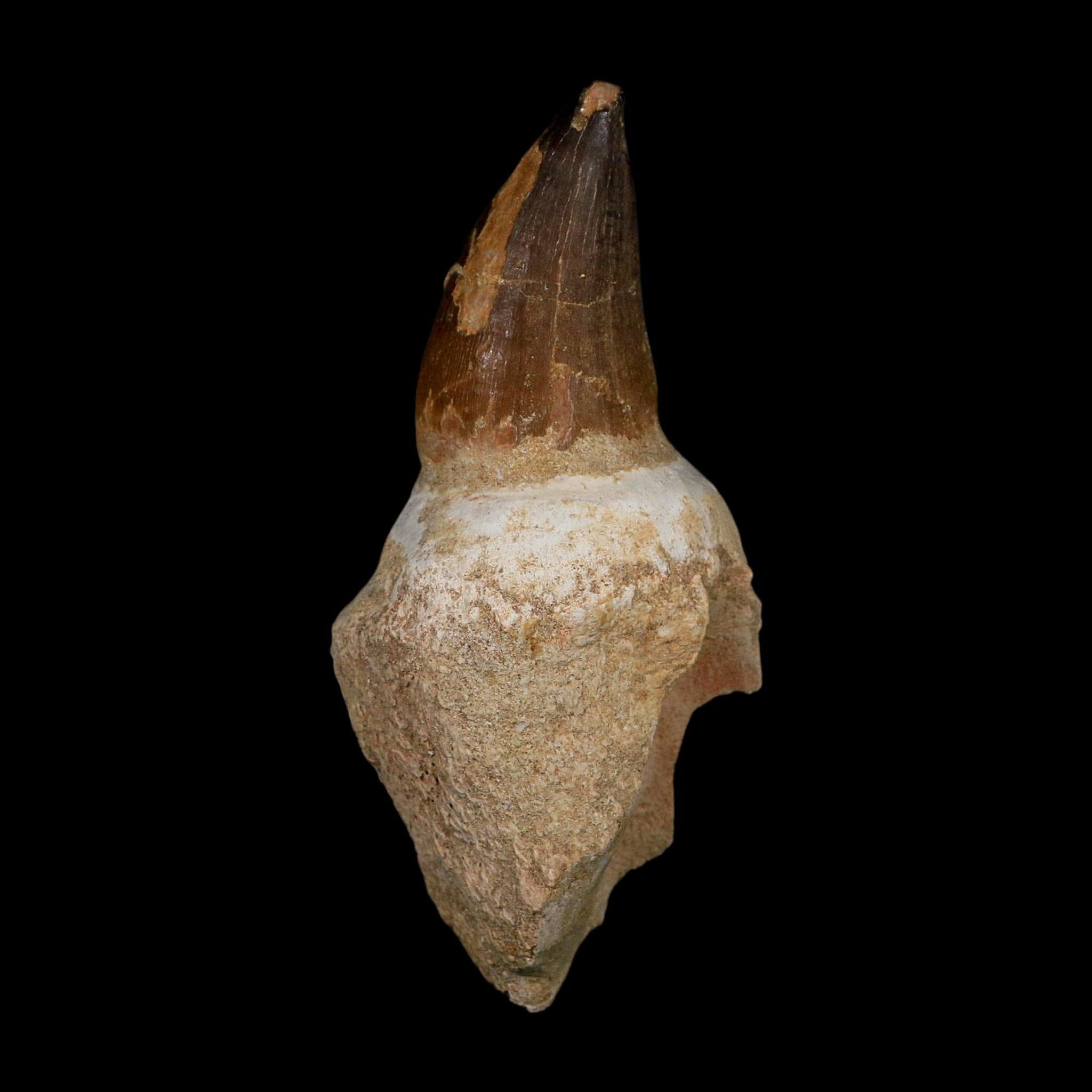XL 4.8" Mosasaur Prognathodon Fossil Tooth Rooted Cretaceous Dinosaur Era COA - Fossil Age Minerals