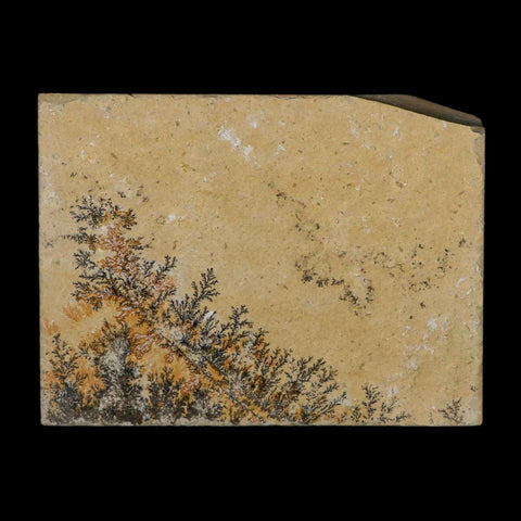3.1" Pyrolusite Dendritic Limestone Solnhofen Upper Jurassic Age West Germany - Fossil Age Minerals