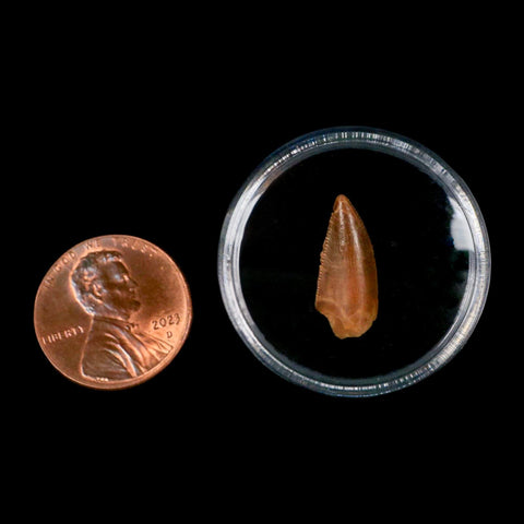 0.7" Abelisaur Serrated Tooth Fossil Cretaceous Age Dinosaur Morocco COA, Display - Fossil Age Minerals
