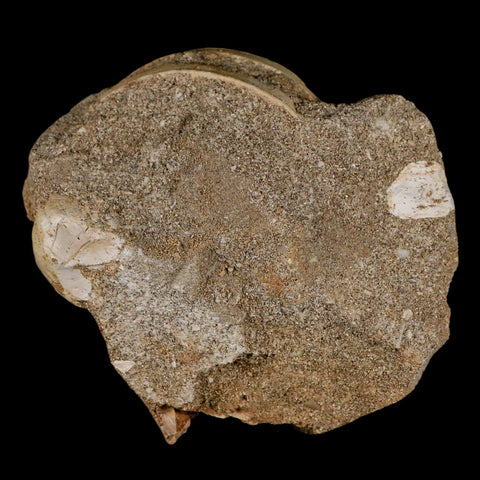 51MM Otodus Obliquus Shark Vertebrae Fossil Bone In Matrix Morocco COA - Fossil Age Minerals