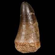 XL 2.2" Mosasaur Curri Fossil Tooth Cretaceous Dinosaur Era COA, Stand