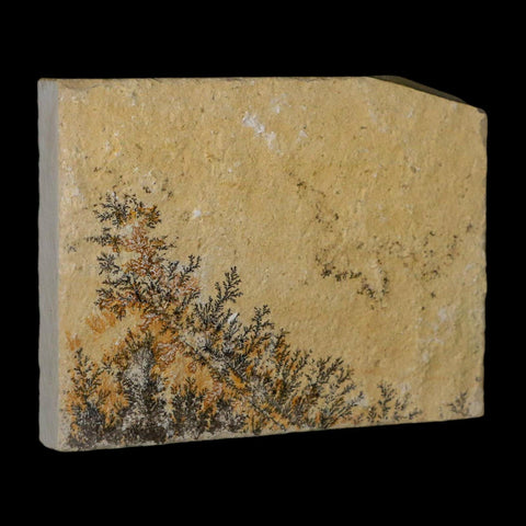 3.1" Pyrolusite Dendritic Limestone Solnhofen Upper Jurassic Age West Germany - Fossil Age Minerals