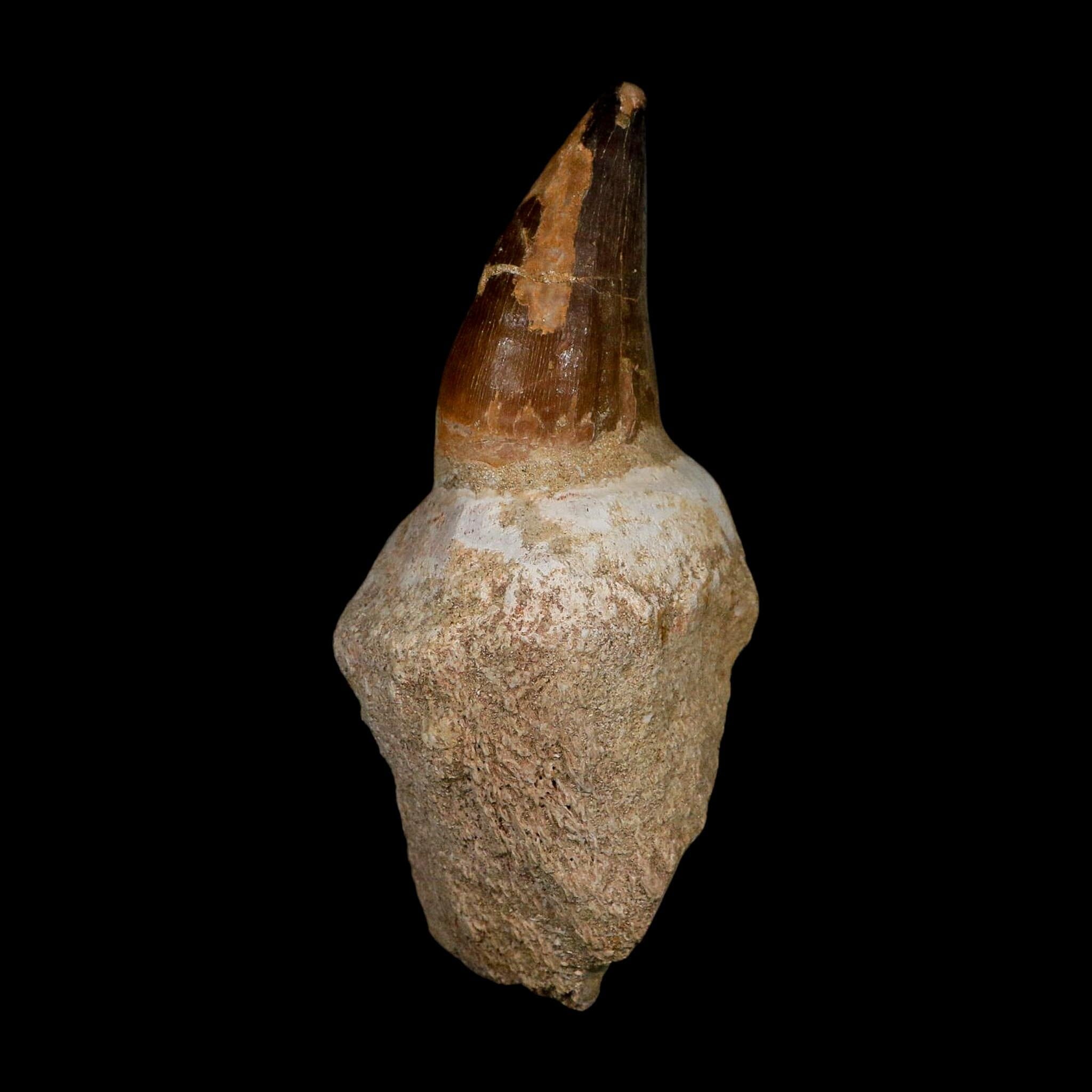 XL 4.8" Mosasaur Prognathodon Fossil Tooth Rooted Cretaceous Dinosaur Era COA - Fossil Age Minerals