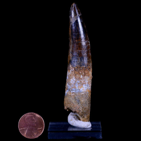 XL 3.5" Spinosaurus Fossil Tooth 100 Mil Yrs Old Cretaceous Dinosaur COA & Stand - Fossil Age Minerals