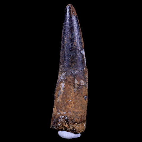 XL 3.4" Spinosaurus Fossil Tooth 100 Mil Yrs Old Cretaceous Dinosaur COA & Stand - Fossil Age Minerals
