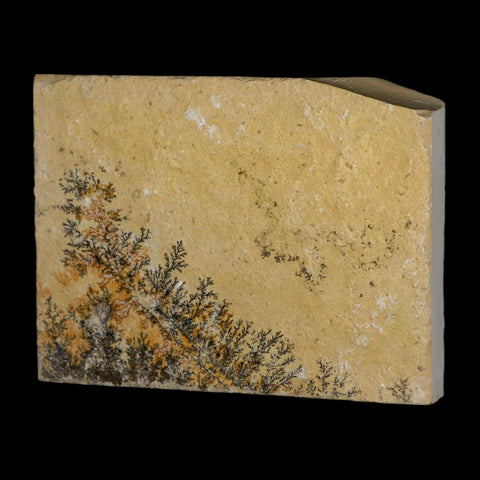 3.1" Pyrolusite Dendritic Limestone Solnhofen Upper Jurassic Age West Germany - Fossil Age Minerals