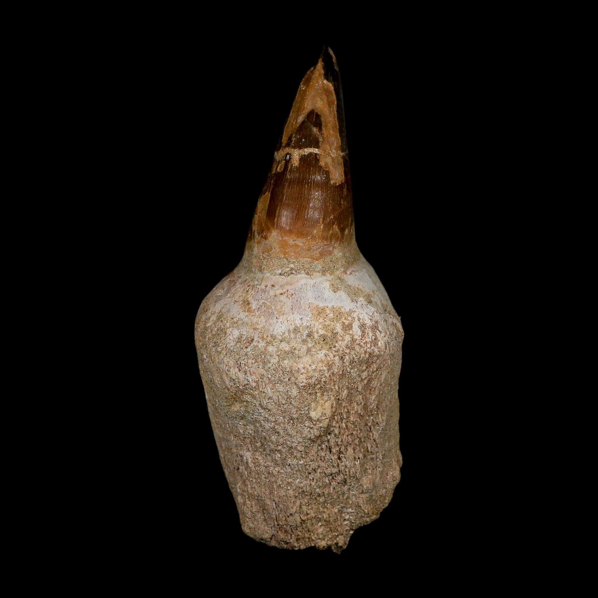 XL 4.8" Mosasaur Prognathodon Fossil Tooth Rooted Cretaceous Dinosaur Era COA - Fossil Age Minerals