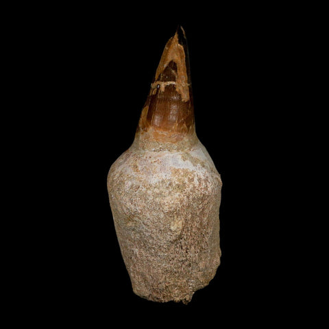 XL 4.8" Mosasaur Prognathodon Fossil Tooth Rooted Cretaceous Dinosaur Era COA