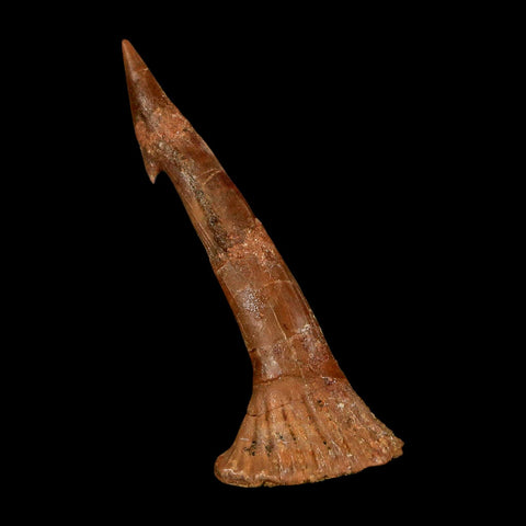 2.1" Sawfish Fossil Tooth Barb Onchopristis Numidus Cretaceous Dinosaur Era COA - Fossil Age Minerals