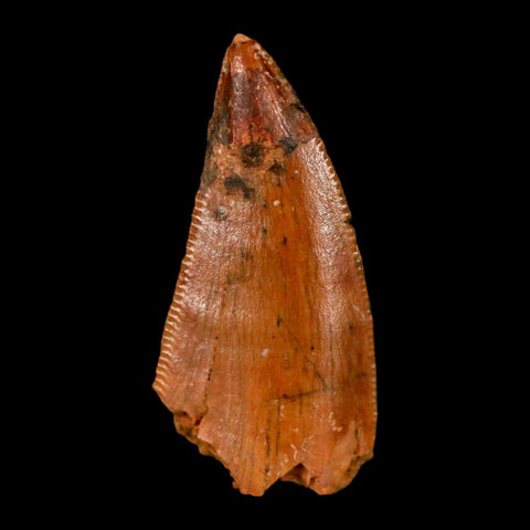 0.8" Abelisaur Serrated Tooth Fossil Cretaceous Age Dinosaur Morocco COA, Display - Fossil Age Minerals