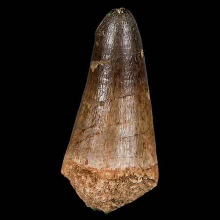 XL 2.2" Mosasaur Curri Fossil Tooth Cretaceous Dinosaur Era COA, Stand
