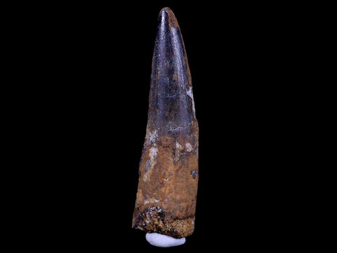 XL 3.4" Spinosaurus Fossil Tooth 100 Mil Yrs Old Cretaceous Dinosaur COA & Stand - Fossil Age Minerals