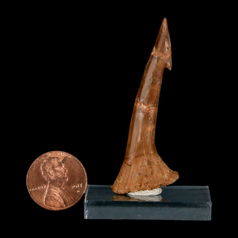 2.1" Sawfish Fossil Tooth Barb Onchopristis Numidus Cretaceous Dinosaur Era COA - Fossil Age Minerals
