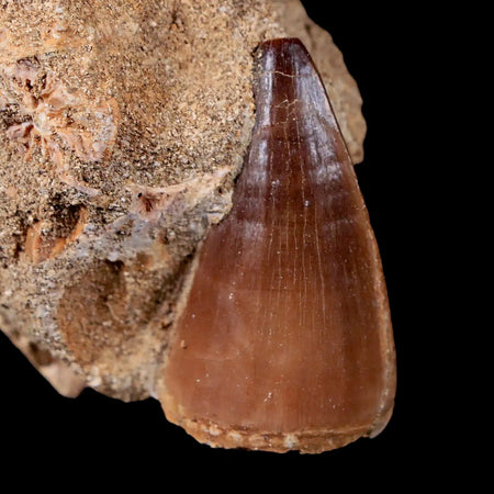 1.5" Mosasaur Prognathodon Fossil Tooth In Matrix Cretaceous Dinosaur Era COA
