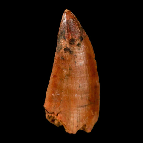 0.8" Abelisaur Serrated Tooth Fossil Cretaceous Age Dinosaur Morocco COA, Display - Fossil Age Minerals