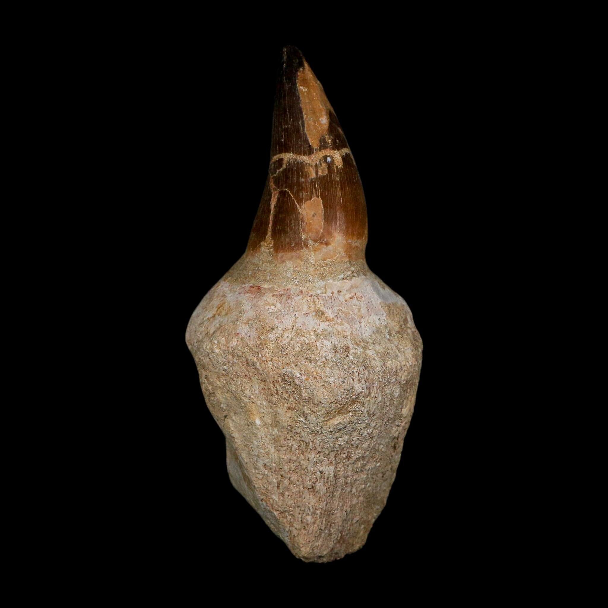 XL 4.8" Mosasaur Prognathodon Fossil Tooth Rooted Cretaceous Dinosaur Era COA - Fossil Age Minerals