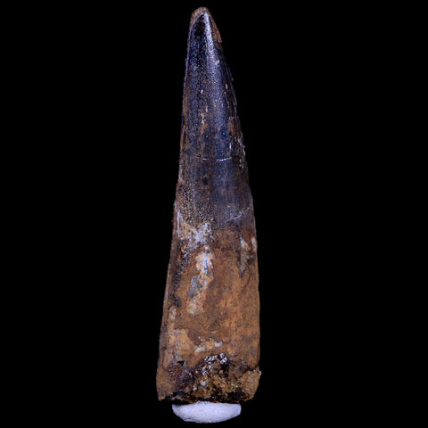 XL 3.4" Spinosaurus Fossil Tooth 100 Mil Yrs Old Cretaceous Dinosaur COA & Stand - Fossil Age Minerals