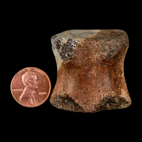 1.5" Brachylophosaurus Fossil Tail Vertebrae Cretaceous Dinosaur Judith River MT COA - Fossil Age Minerals