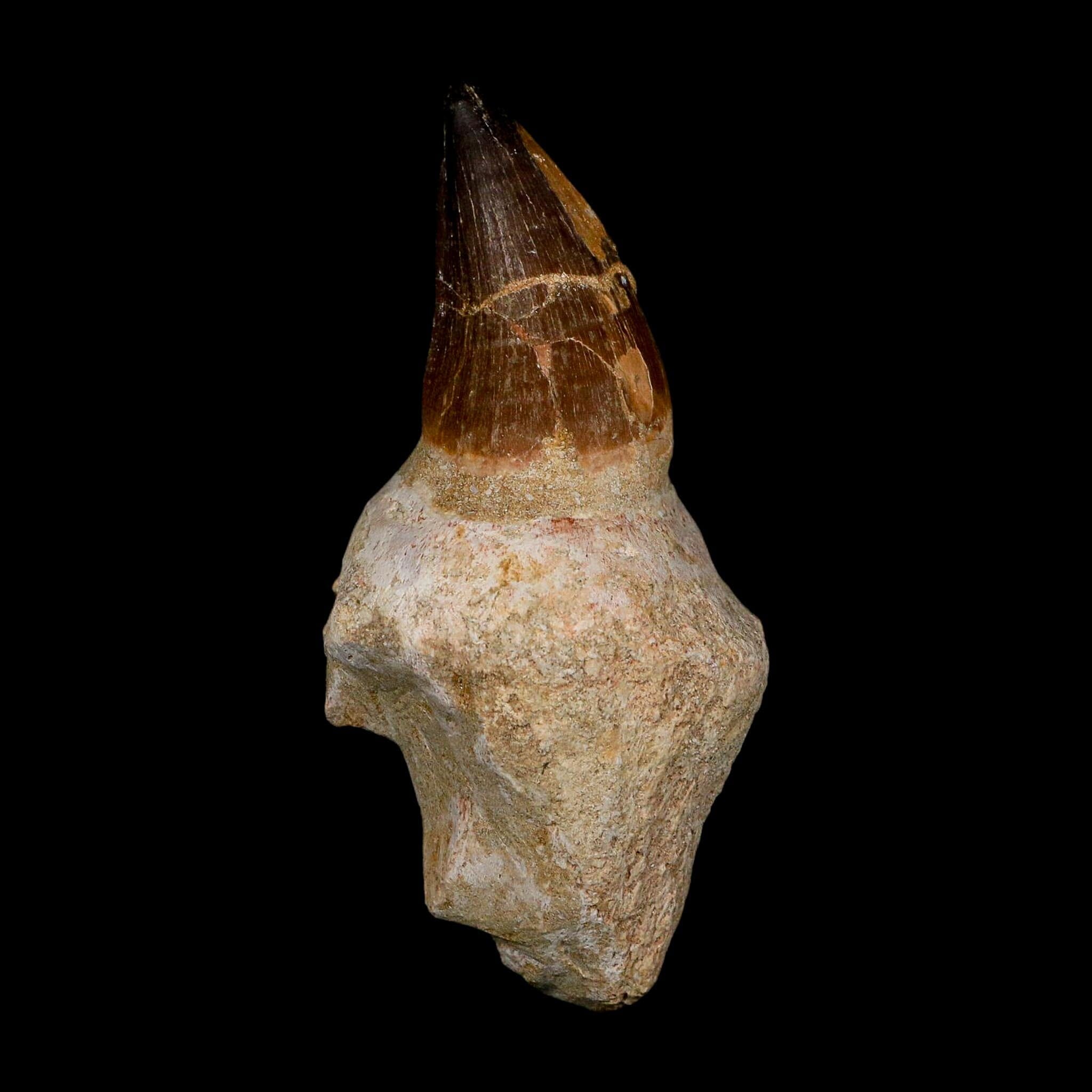 XL 4.8" Mosasaur Prognathodon Fossil Tooth Rooted Cretaceous Dinosaur Era COA - Fossil Age Minerals