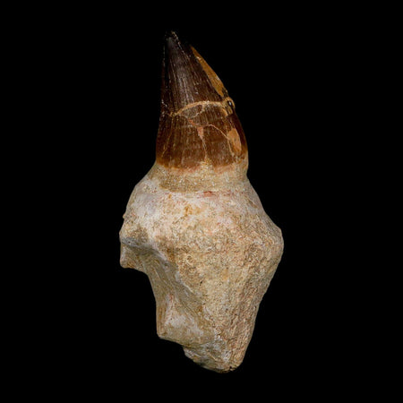 XL 4.8" Mosasaur Prognathodon Fossil Tooth Rooted Cretaceous Dinosaur Era COA