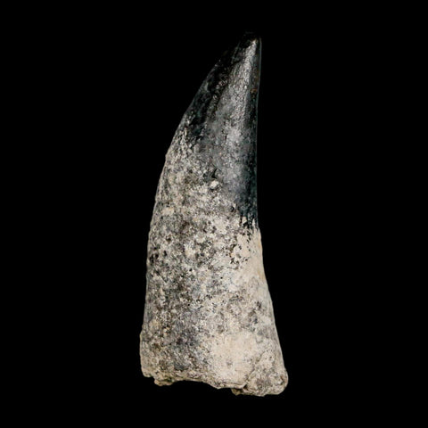 2.3" Sarcosuchus Imperator Crocodile Fossil Tooth Elrhaz FM Cretaceous Niger COA