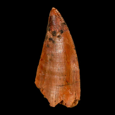 0.8" Abelisaur Serrated Tooth Fossil Cretaceous Age Dinosaur Morocco COA, Display - Fossil Age Minerals