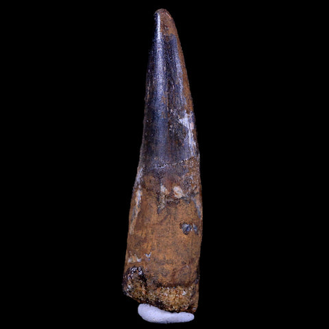 XL 3.4" Spinosaurus Fossil Tooth 100 Mil Yrs Old Cretaceous Dinosaur COA & Stand - Fossil Age Minerals