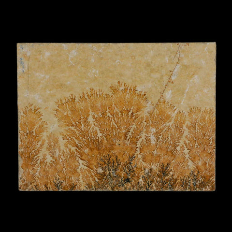 3.1" Pyrolusite Dendritic Limestone Solnhofen Upper Jurassic Age West Germany - Fossil Age Minerals