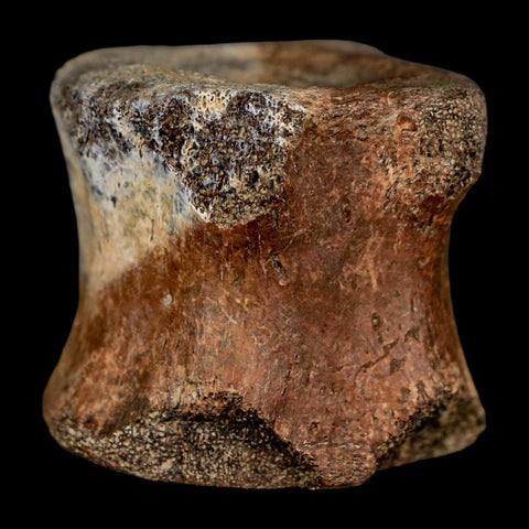 1.5" Brachylophosaurus Fossil Tail Vertebrae Cretaceous Dinosaur Judith River MT COA - Fossil Age Minerals