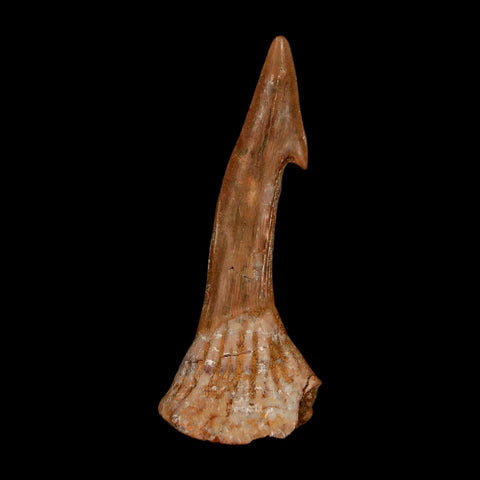 1.7" Sawfish Fossil Tooth Barb Onchopristis Numidus Cretaceous Dinosaur Era COA - Fossil Age Minerals